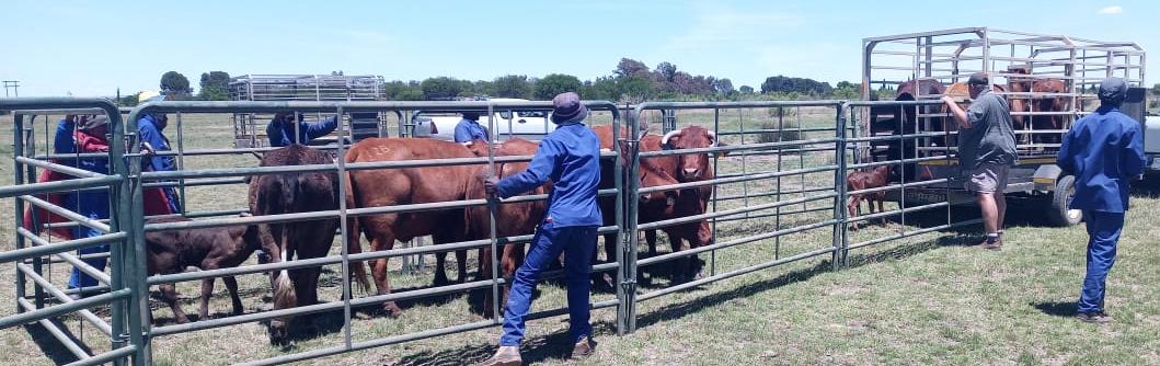 Another two alleged livestock thieves were busted with twelve bonsmaras and two calves in Virginia