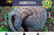 Four suspects arrested for possession of a pangolin in Mondeor