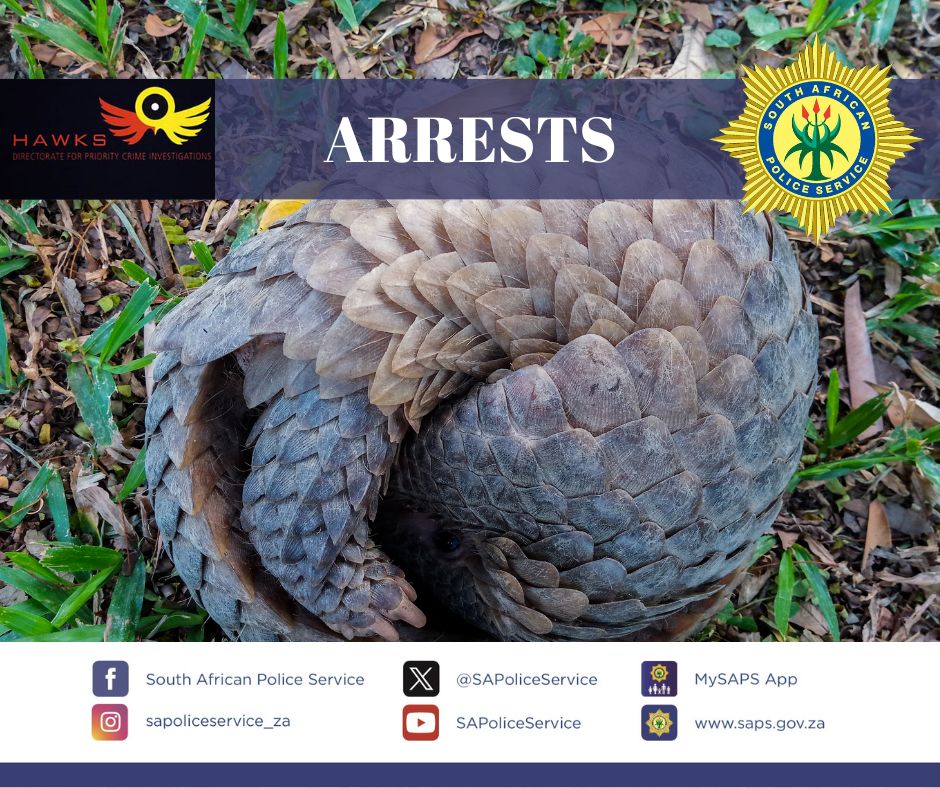 Four suspects arrested for possession of a pangolin in Mondeor