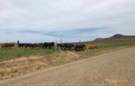 Stock theft in Qumbu