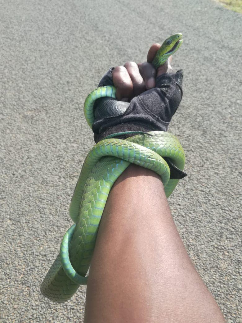 Reaction Officer Captures Green Mamba: La Mercy - KZN