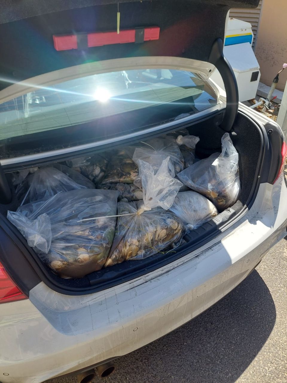 Police seize abalone worth more than R500 000
