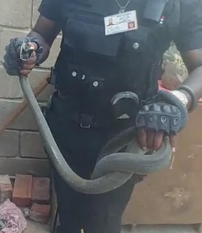 Two-meter black mamba found in Everest Heights
