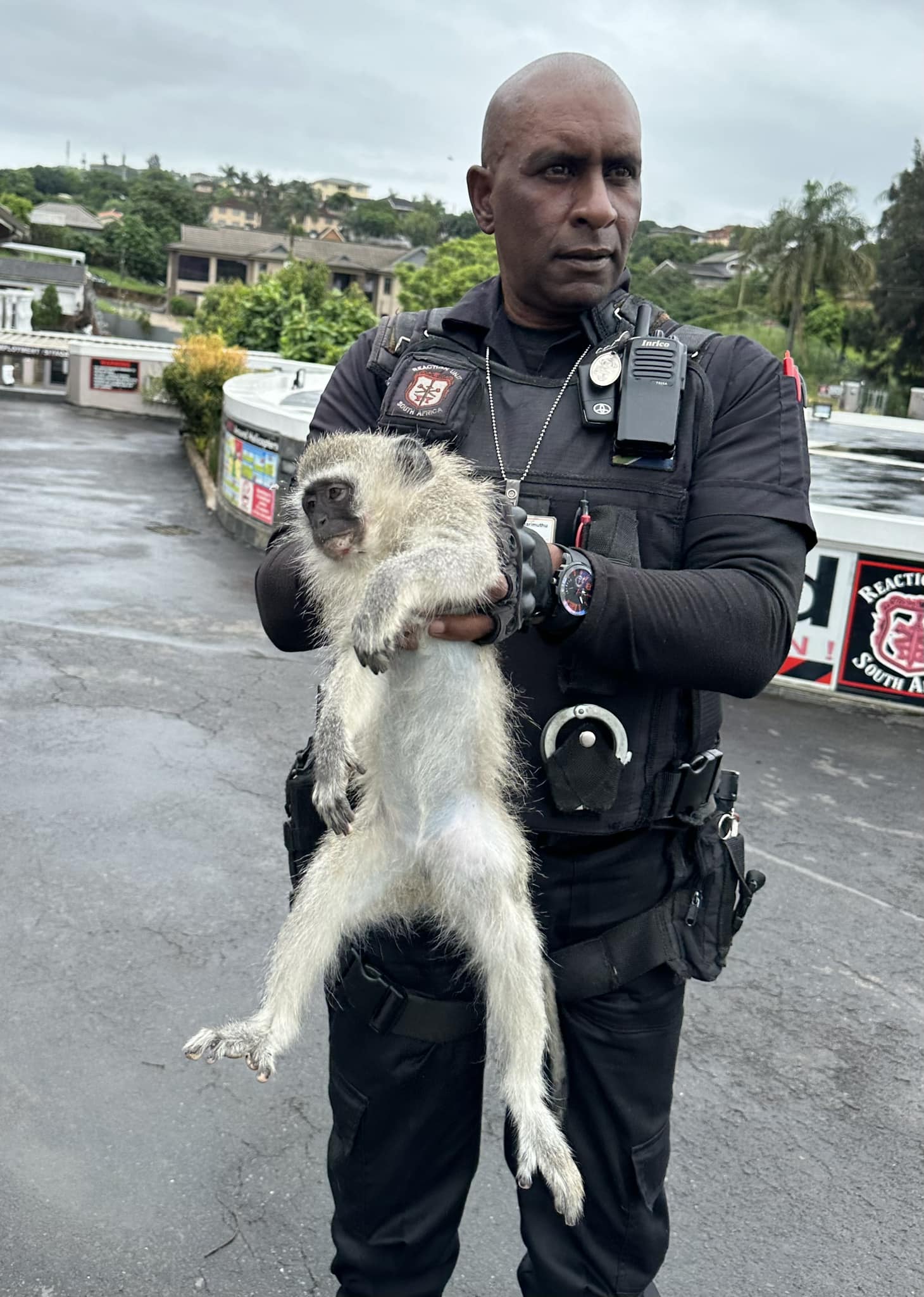 Monkey injured in Trenance Park