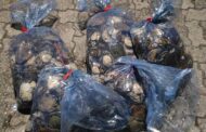 Knysna police confiscates large quantity of abalone on the N2 Highway