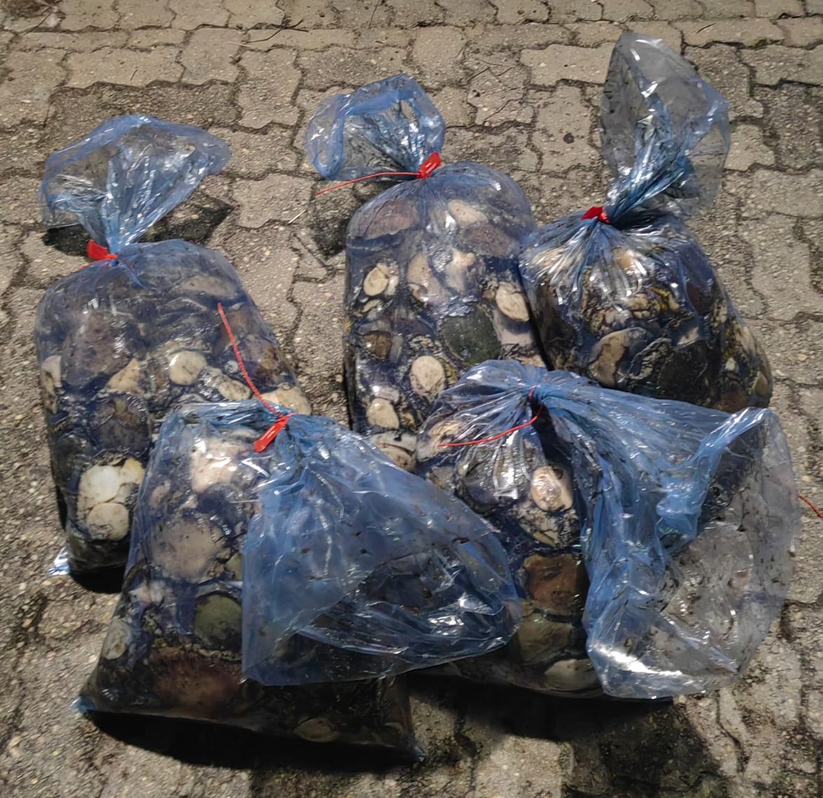 Knysna police confiscates large quantity of abalone on the N2 Highway