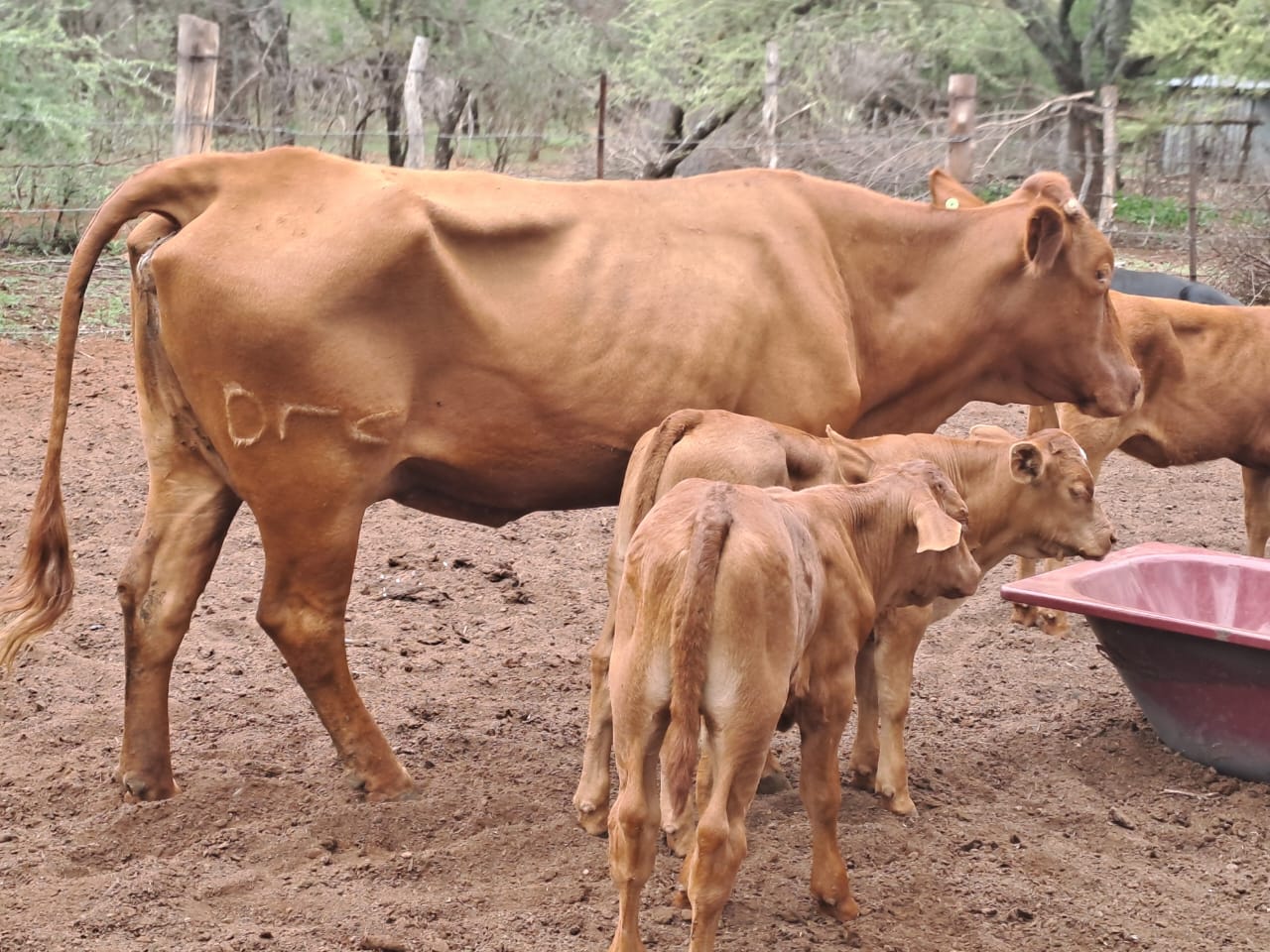 Two suspects arrested for stock theft at Moshana Village in the policing precinct of Lehurutshe