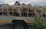 Farm patrollers recover sheep and arrest a suspect