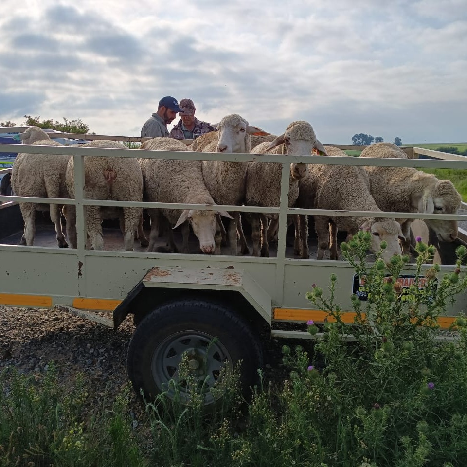 Farm patrollers recover sheep and arrest a suspect