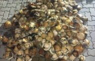Suspect arrested and abalone confiscated