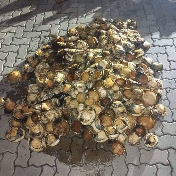 Suspect arrested and abalone confiscated