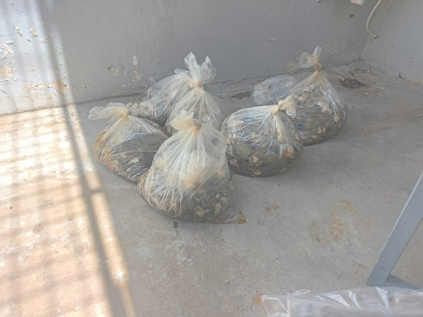 Police chase and vehicle search lead to the arrest of a man from Gansbaai in the illegal possession of abalone