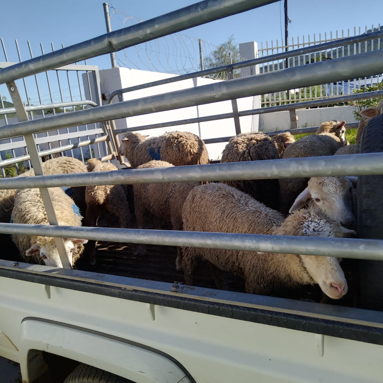 42 Stolen sheep recovered, two suspects arrested