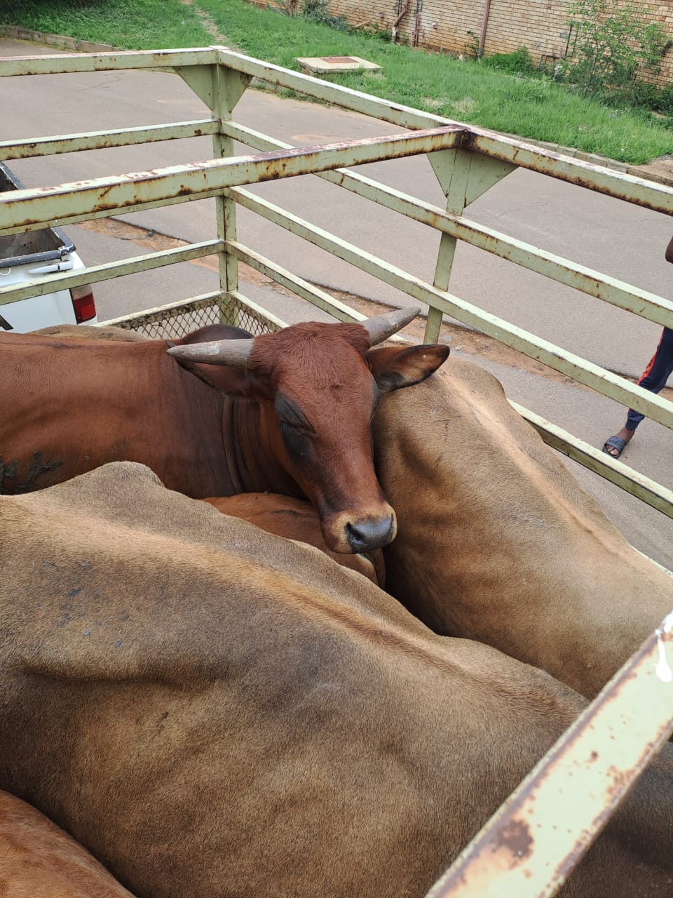 Trio appear in court following their arrest while transporting suspected stolen livestock