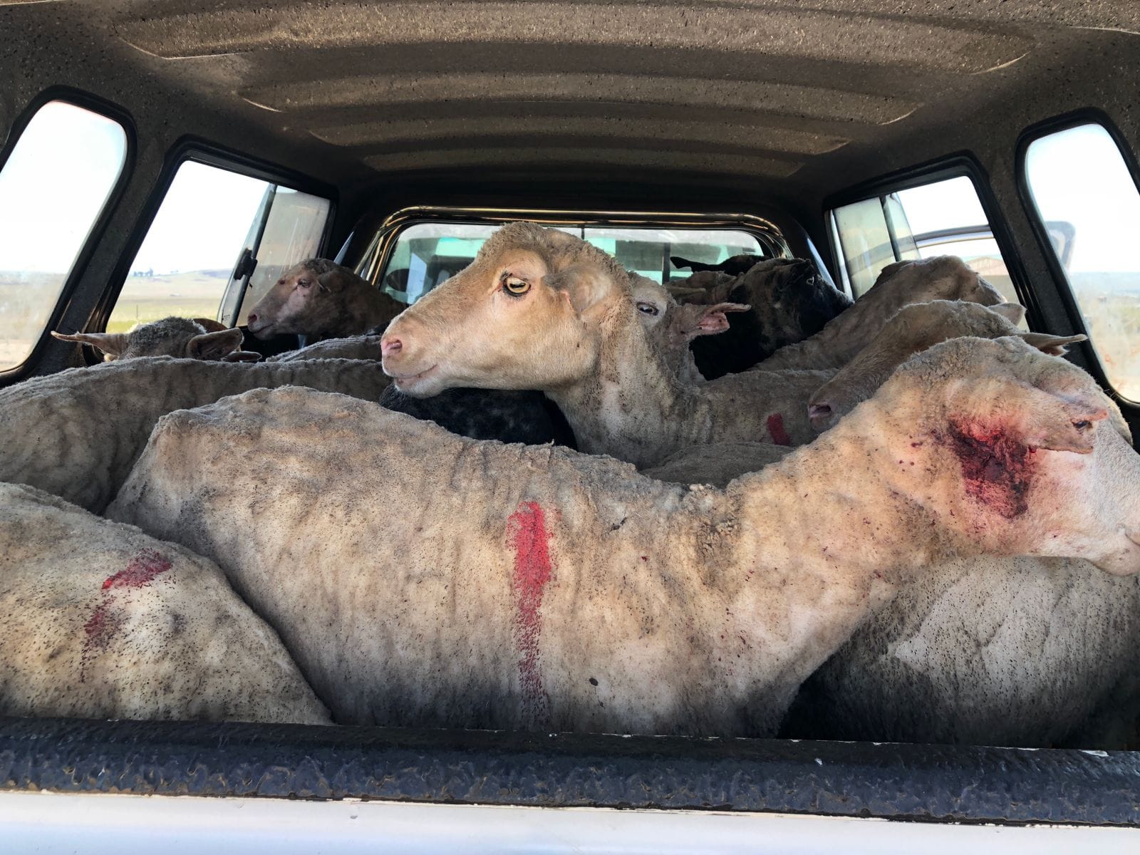 Stock Theft Unit in the OR Tambo District are working hard to protect livestock from being stolen