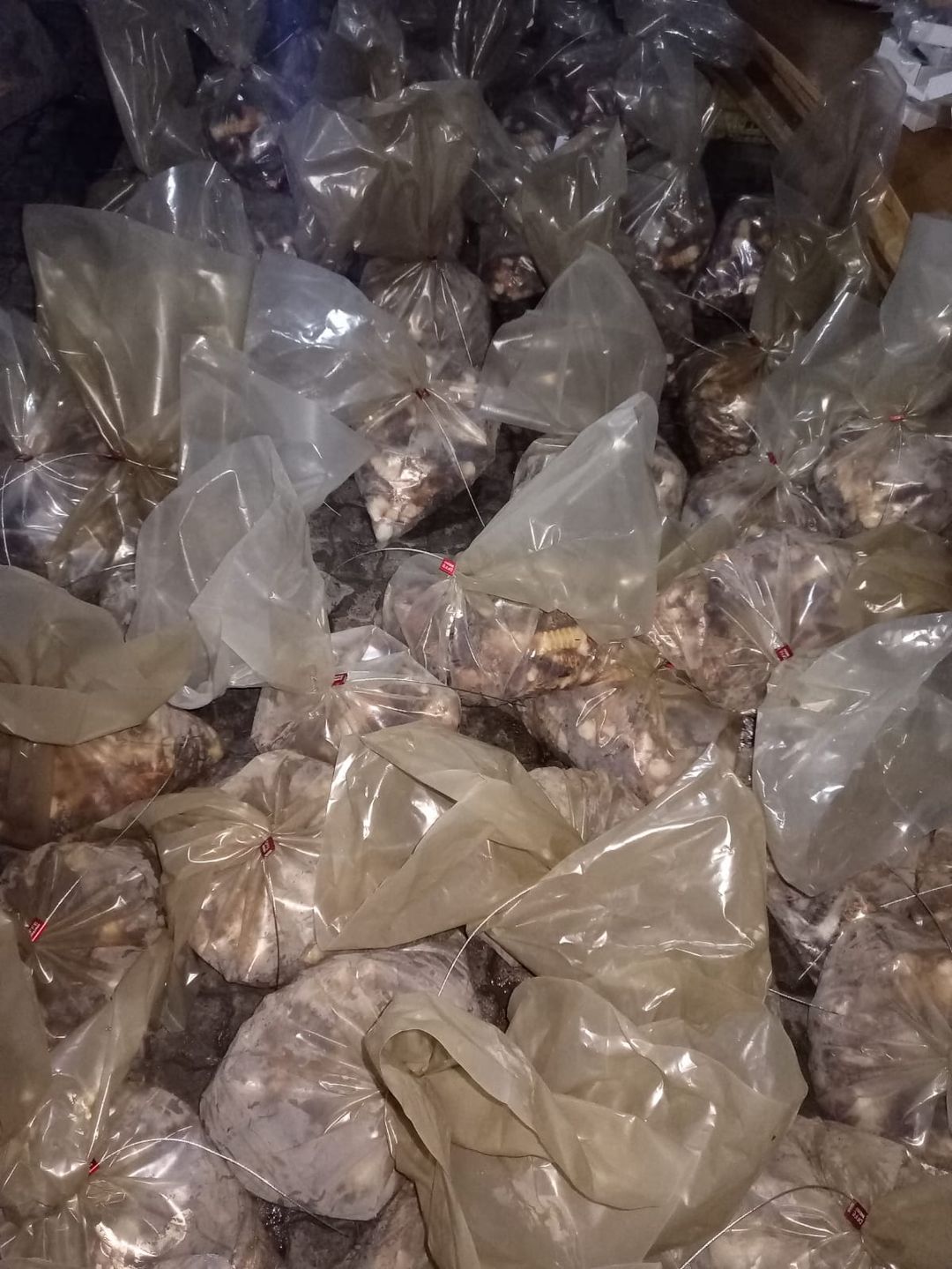 Suspect to appear in court for the possession of crayfish worth R500 000