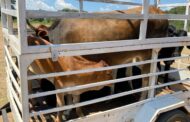 Two suspects nabbed in connection with stock theft appear before Marble Hall Magistrates Court