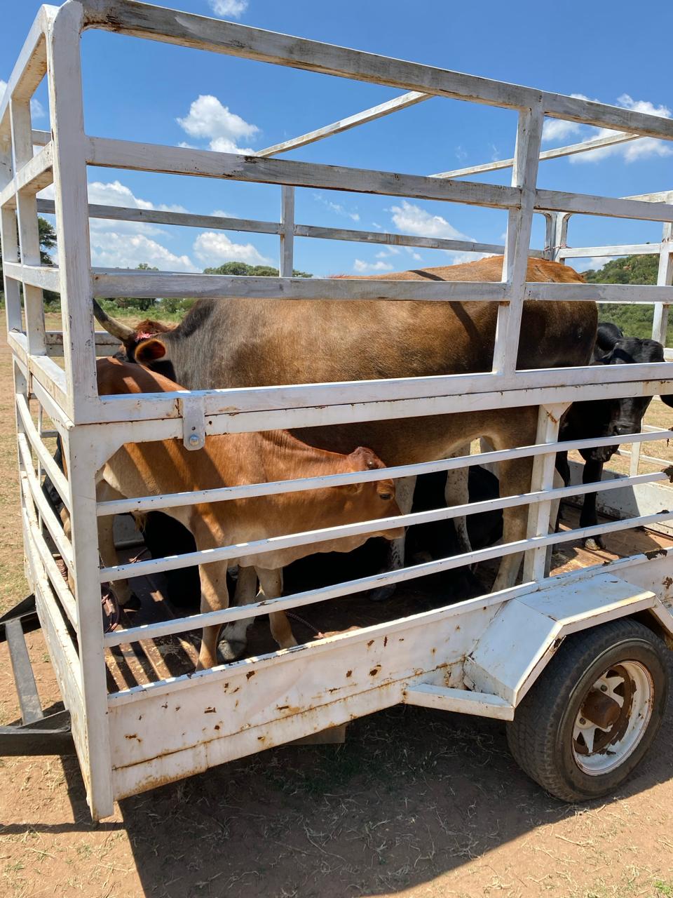 Two suspects nabbed in connection with stock theft appear before Marble Hall Magistrates Court