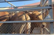 Suspect apprehended for stock theft in Zaaiplaas remanded in custody