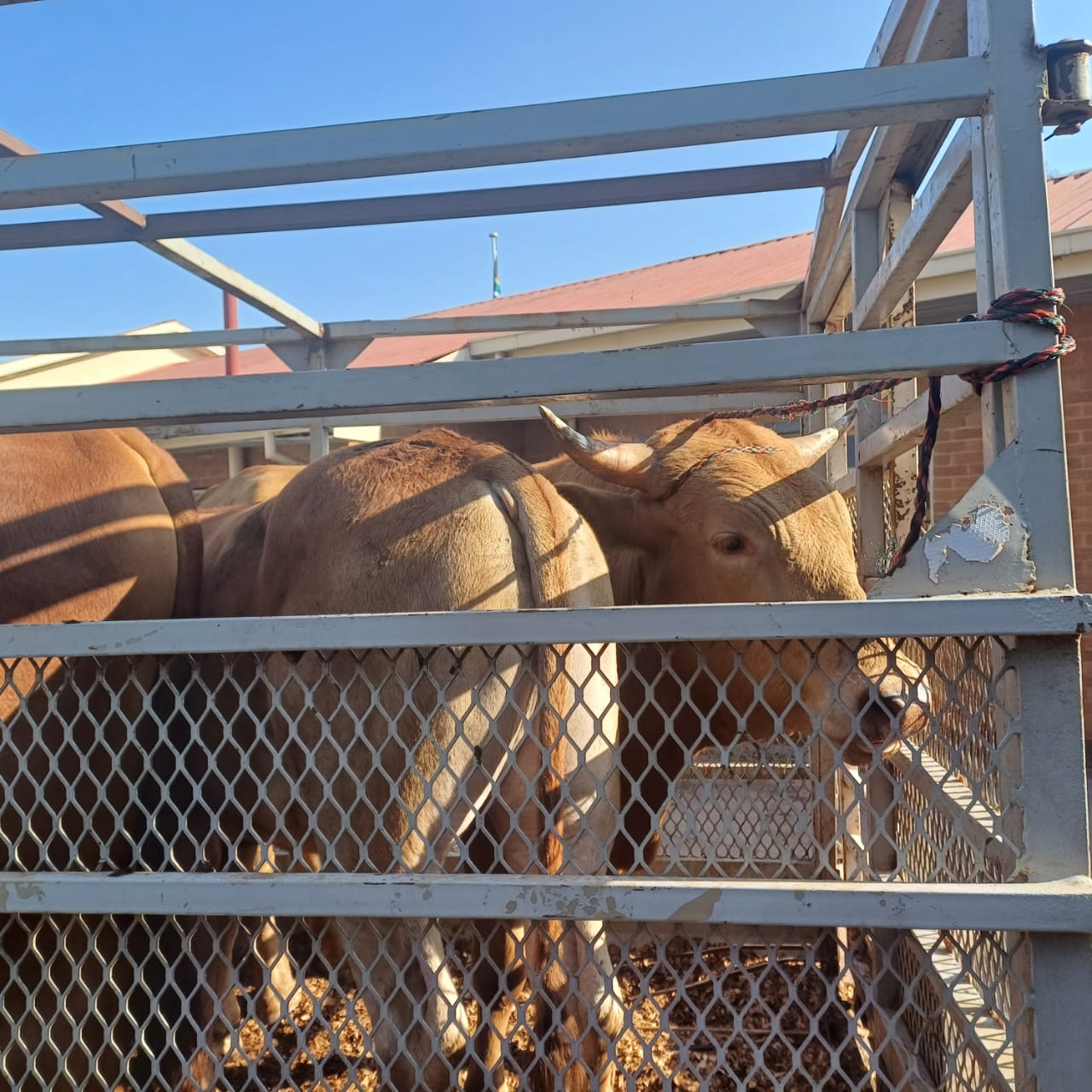 Suspect apprehended for stock theft in Zaaiplaas remanded in custody