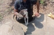 Puppy Rescued From Drain: Temple Valley: - KZN