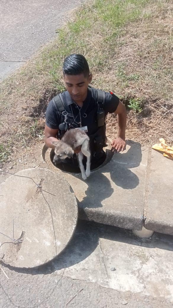 Puppy Rescued From Drain: Temple Valley: - KZN