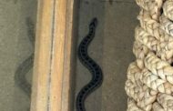 Snakes captured in Fairbreeze and Sheffield