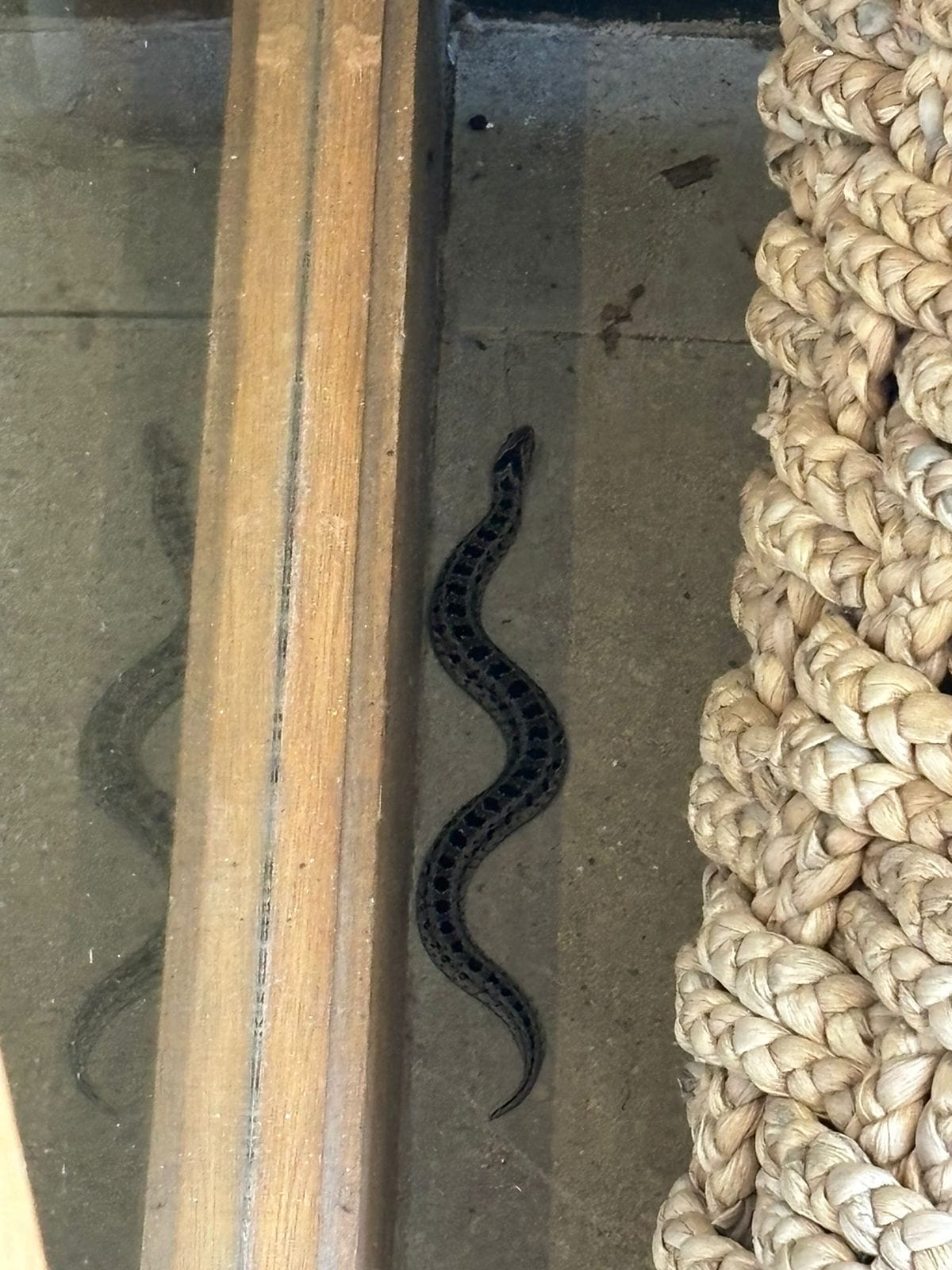 Snakes captured in Fairbreeze and Sheffield