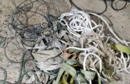 Operation Vala Umgodi conducted disruptive operations in Windsorton