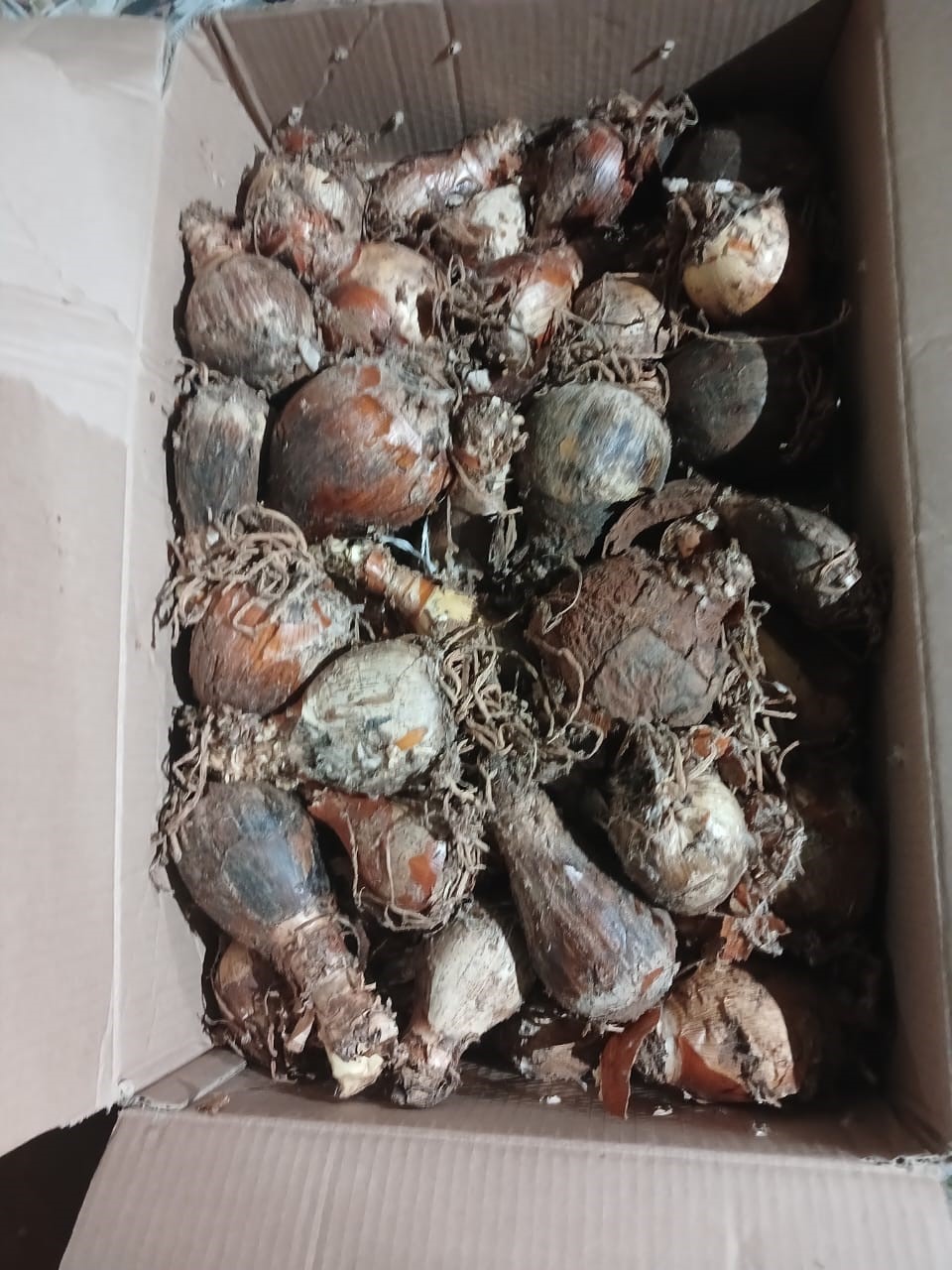 Flying Squad confiscate abalone and indigenous plants