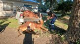Tuinplaas police nab two suspects for stolen livestock and animal cruelty