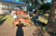Tuinplaas police nab two suspects for stolen livestock and animal cruelty
