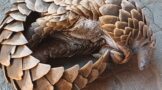 Two suspects due to appear in court for contravention of the National Environmental Management Act: Hunting and possession of pangolin