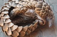 Two suspects due to appear in court for contravention of the National Environmental Management Act: Hunting and possession of pangolin