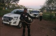 Mozambican spitting cobra captured in a home in Osindisweni