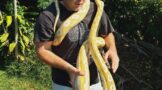 Snake captured on a property in Westville