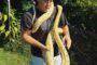 Snake captured on a property in Westville