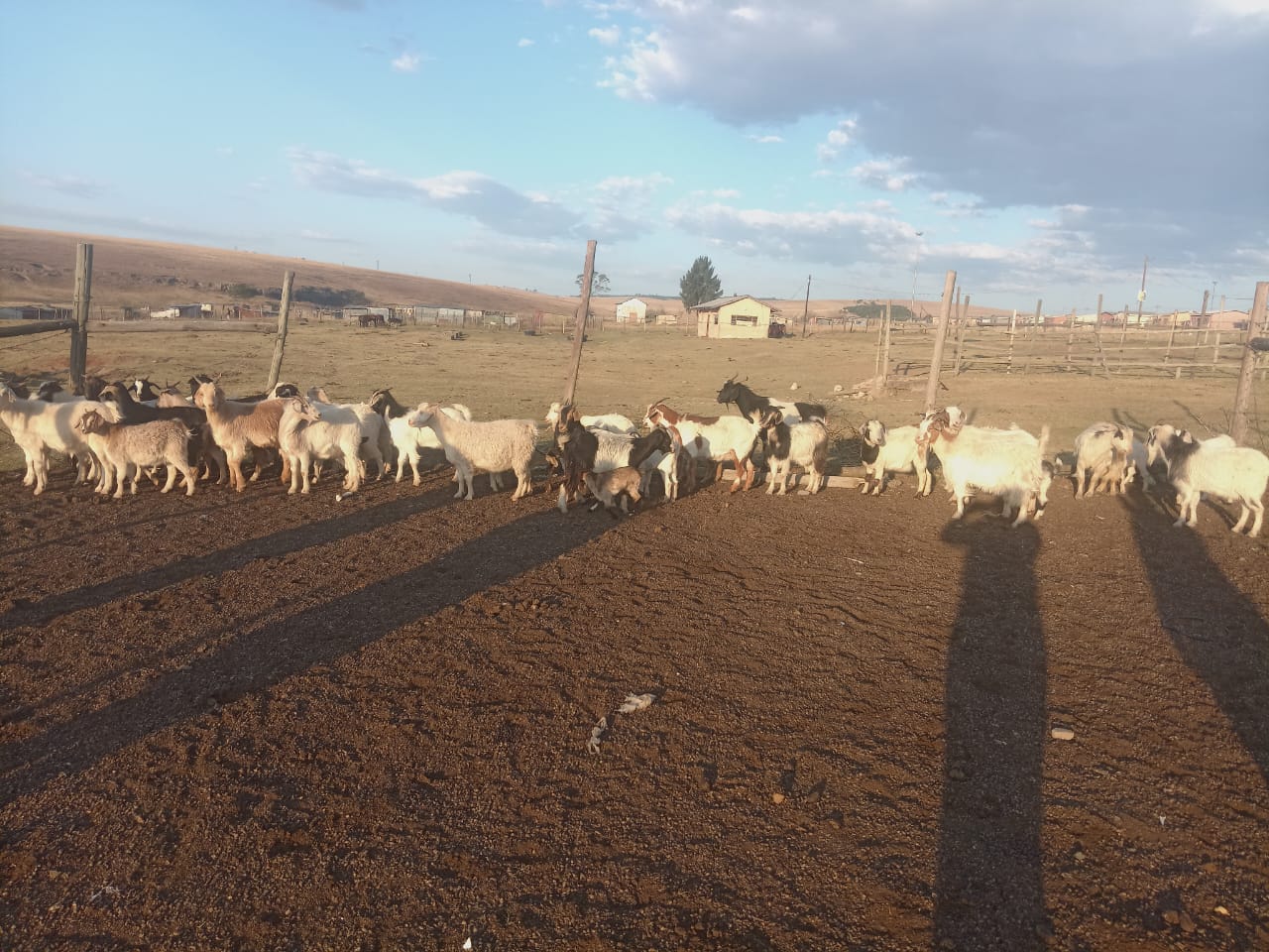 Stock theft worth more than R500 000 recovered by SAPS