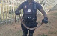 Mozambican spitting cobra attack dogs in Everest Heights