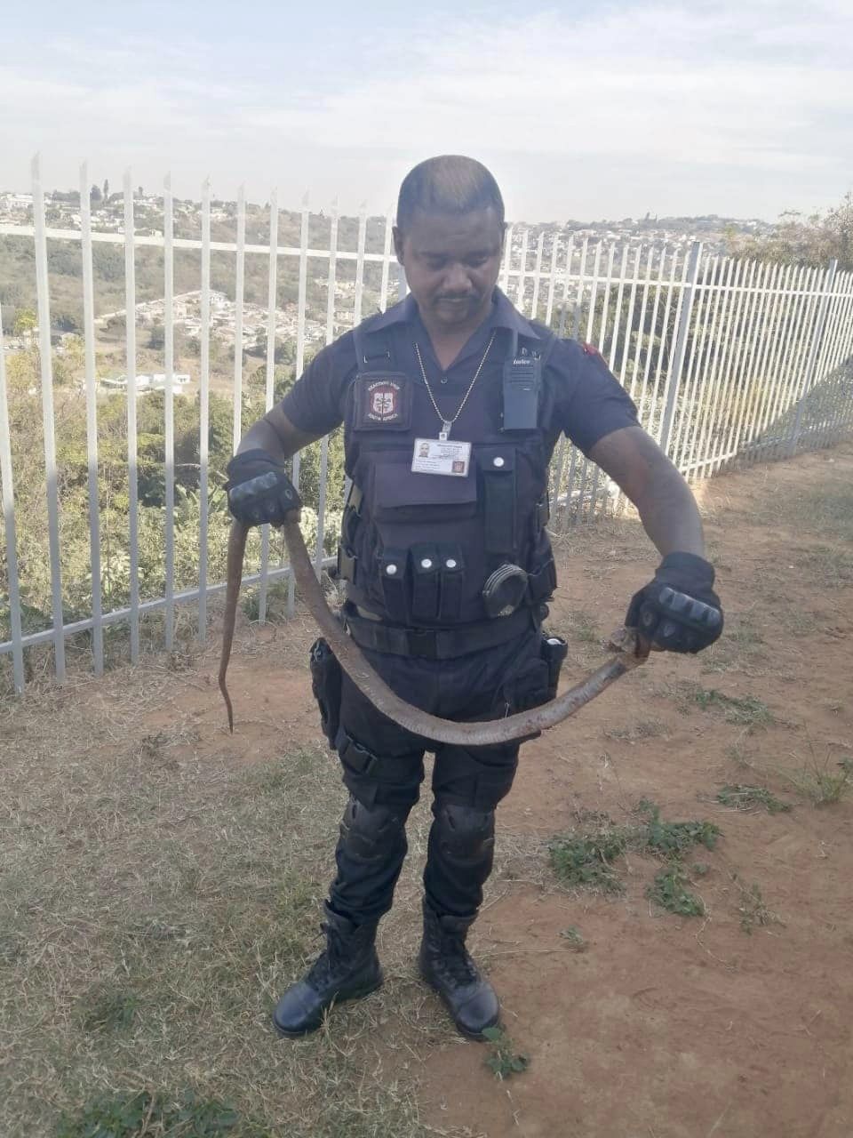 Mozambican spitting cobra attack dogs in Everest Heights