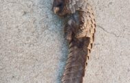 Two foreign national female suspects busted with a pangolin in Sheshego