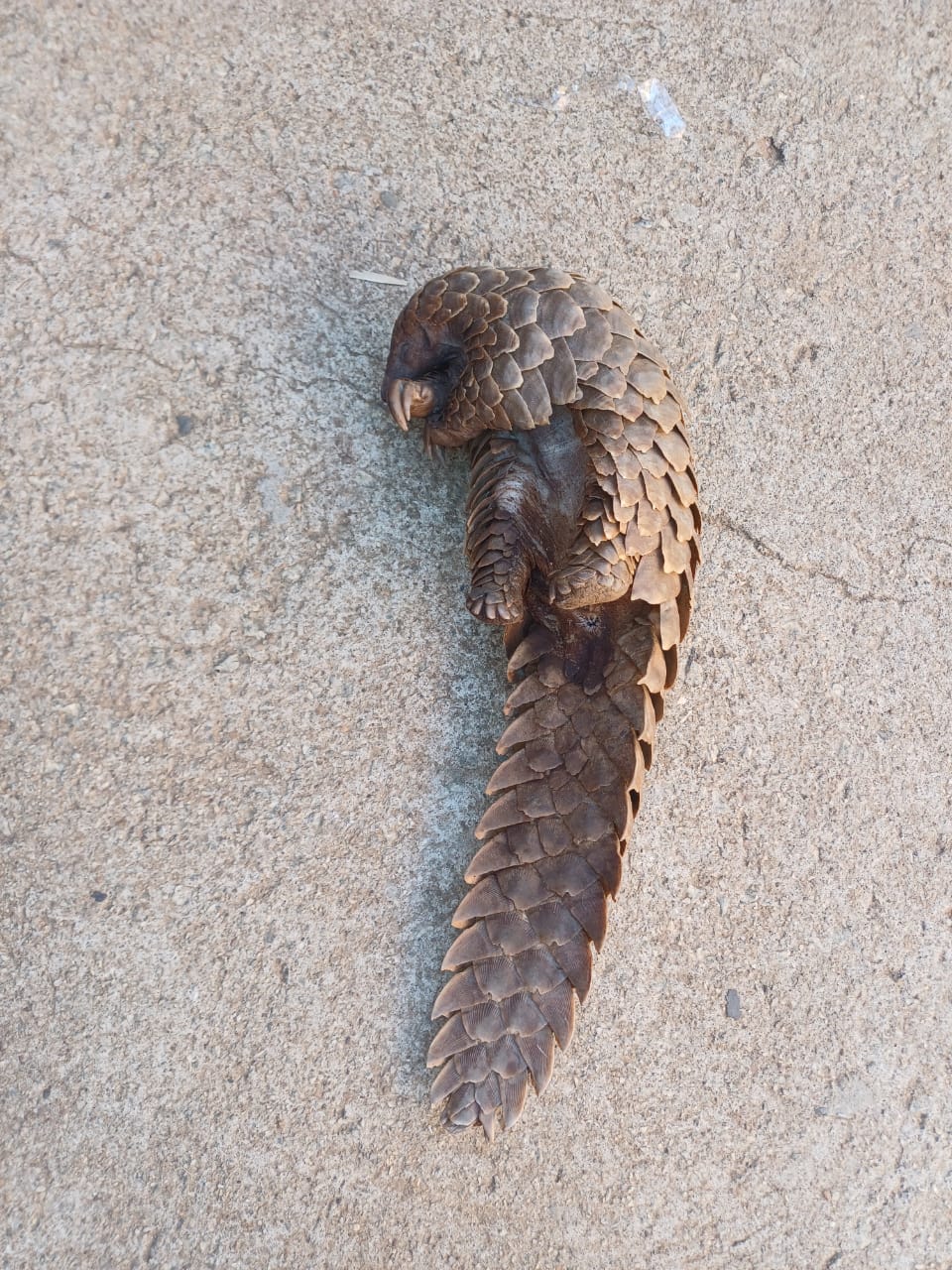 Two foreign national female suspects busted with a pangolin in Sheshego
