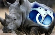 Duo sentenced to fifteen years imprisonment for R2.9 million worth of rhino horns