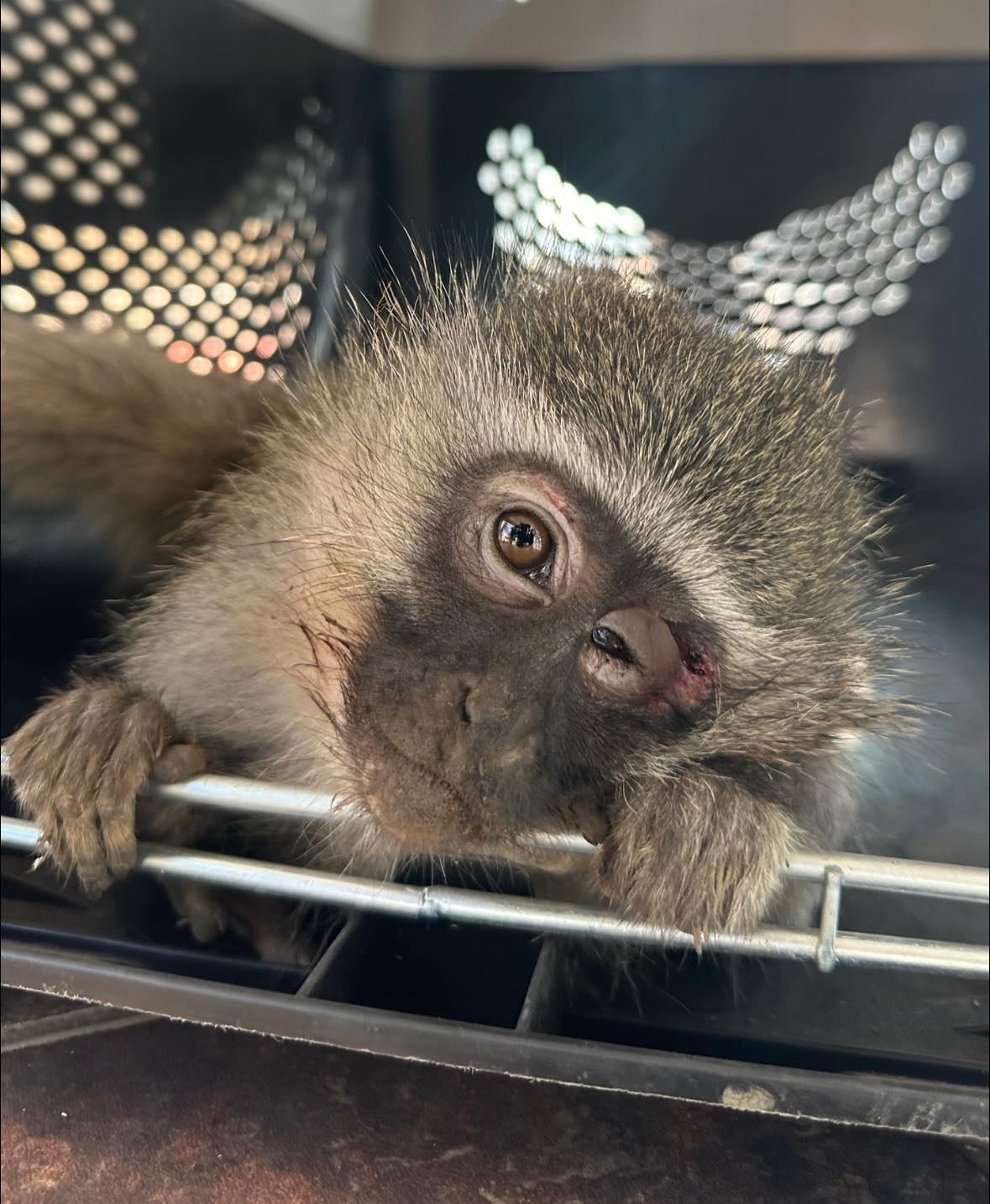 Vervet Monkey Run Over: Buffelsdraai - KZN