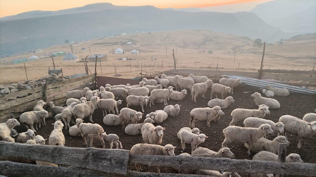 Members' swift reaction lead to the recovery of 106 sheep