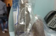 Three suspects arrested for possession of rhino horns