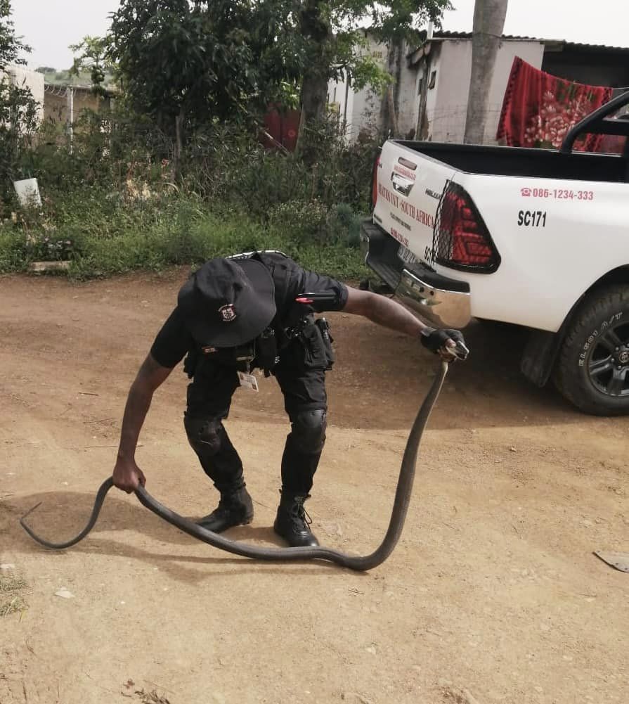 Black Mamba removed from a residential premises in Redcliffe