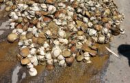 Abalone worth R240 000 and diving equipment seized, nine suspects arrested