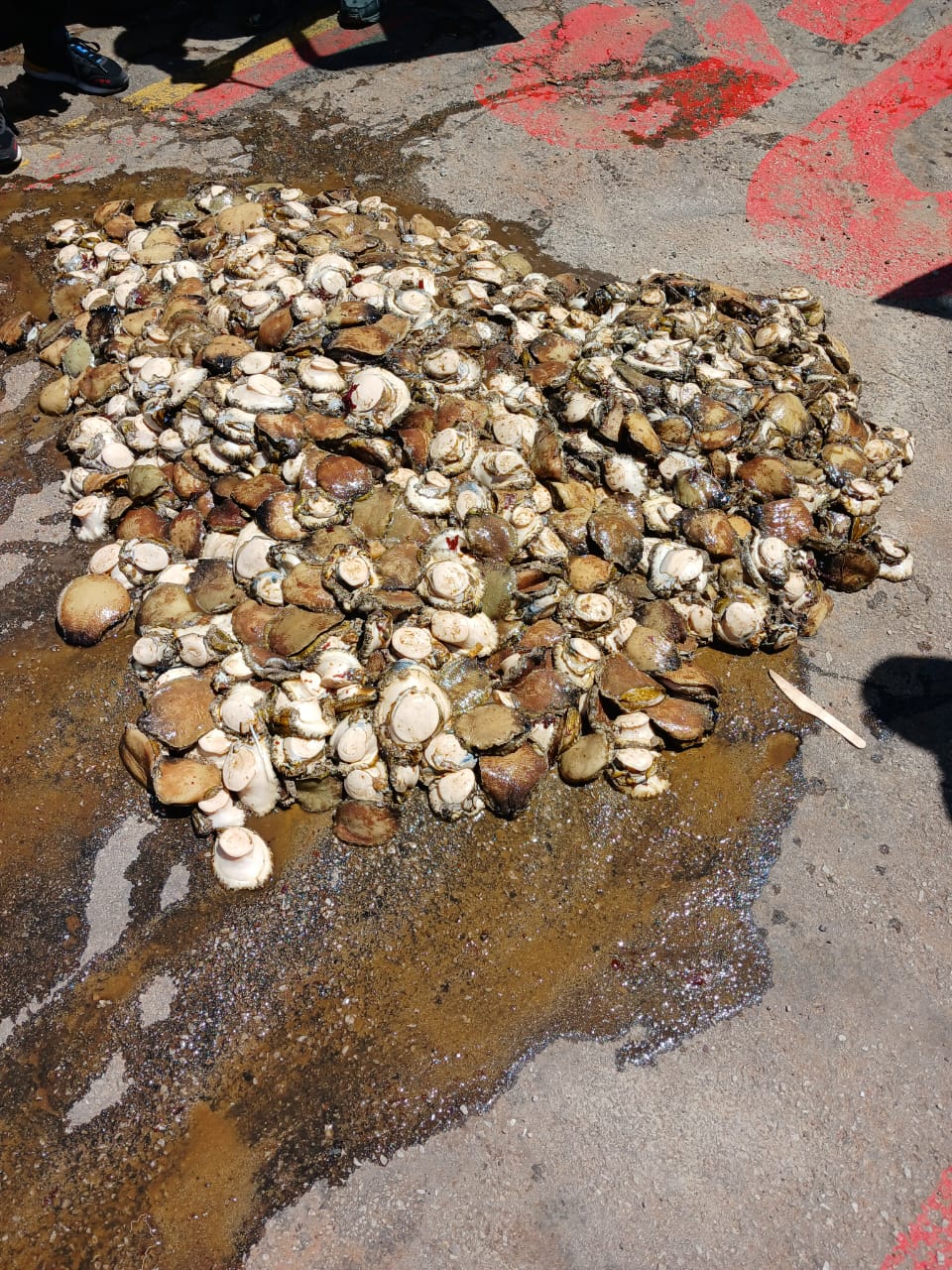 Abalone worth R240 000 and diving equipment seized, nine suspects arrested