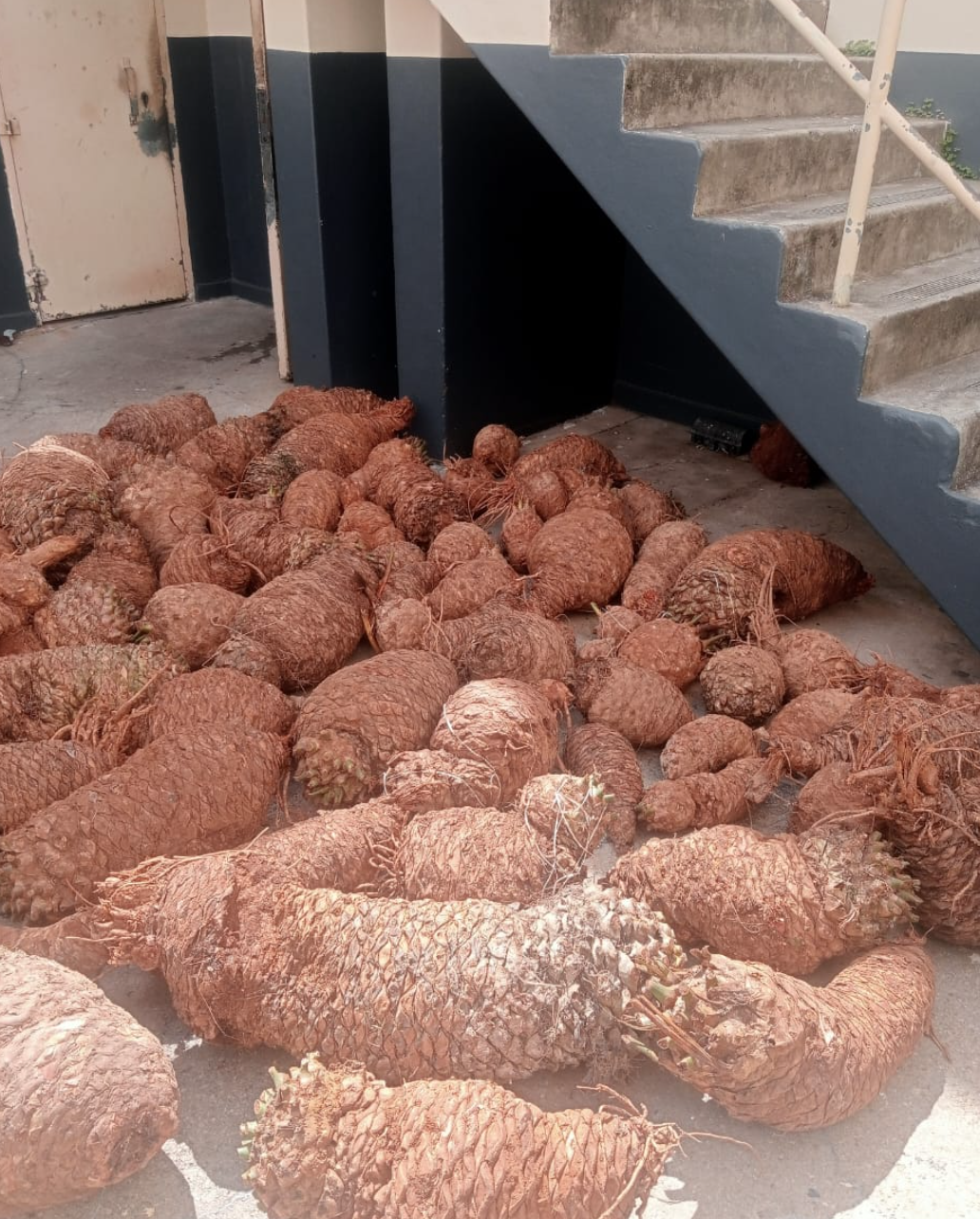 Five suspects appearing in Kariega Magistrate's Court for possession of cycads